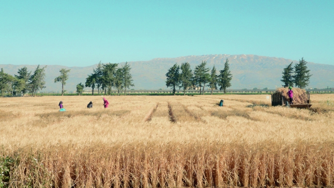 Stillbilde fra filmen "Wild Relatives" av Jumana Manna