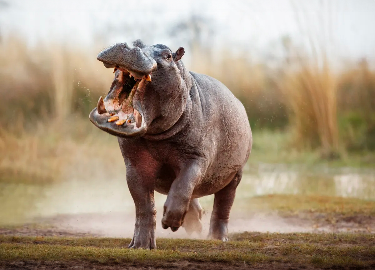Flodhester kan være ekstremt aggressive og bør ikke konfronteres, ifølge BBC Wildlife. (Foto: Getty.) 1 25:18