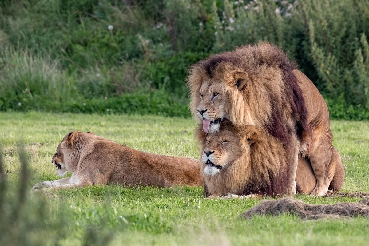 «Bifile» løver. Ideen om to kjønn er forlengst plassert på historiens skraphaug, ifølge en ny dokumentar. (Illustrasjonsfoto: Mercury Press.) 2 3:2