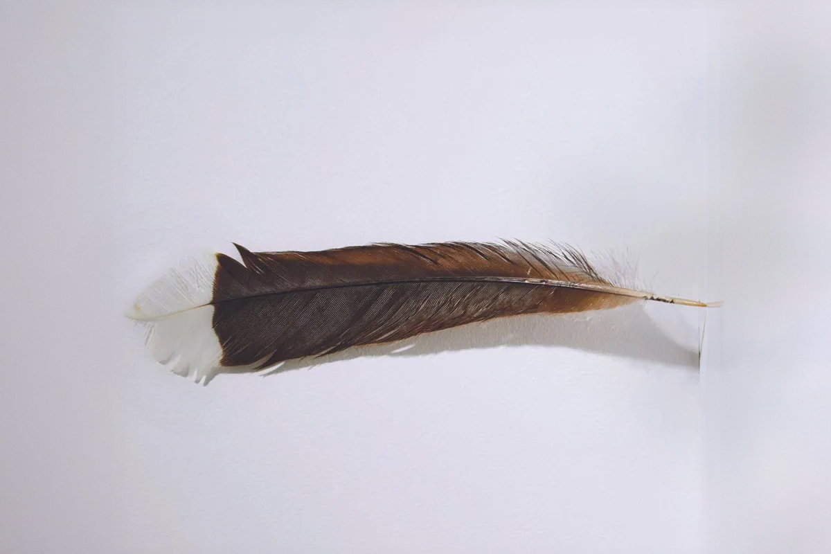 Synes du denne huia-fjæren er verdt mer enn mange biler? Noen synes det. (Foto: Webb's Auction House.)