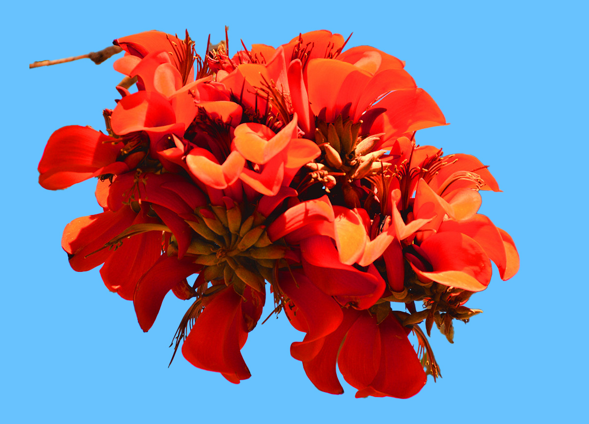 Den rasistiske erythrina caffra. (Foto: SB Beautiful.)