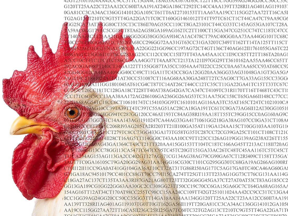 Kunstner Koen Vanmechelen klekker høns hos Kunsthall 3,14. (Foto; Presse.)